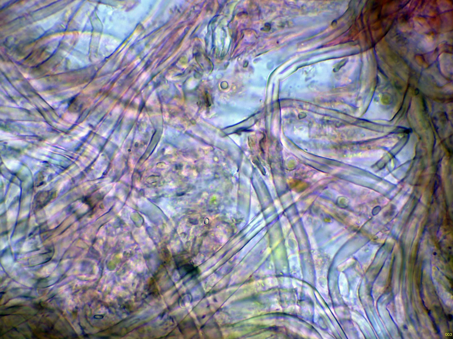 Microscopía de Lachnella alboviolascens - 11 - Hifas subiculares-003